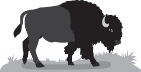 bison largest mamal in north america gray color clipart