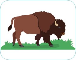 bison largest mammal in north america clipart