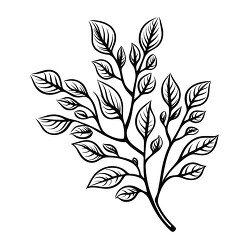 bitterrroot with a branch and leaves black outline