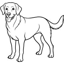 Black outline drawing of a standing Labrador Retriever