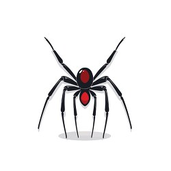 black widow spider vector