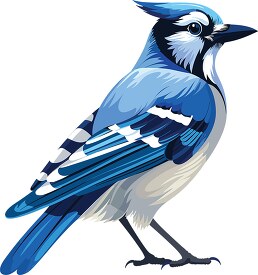 blue jay songbird with blue plumage