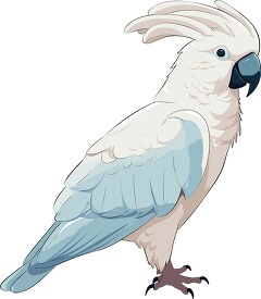 blue white cockatoo bird
