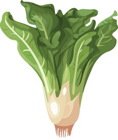 bok choy leafy green vegetable with white stalks clip art