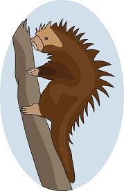 bristling porcupine climbing a tree clip art