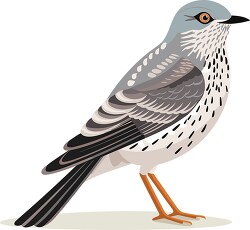 brown cuckoo bird