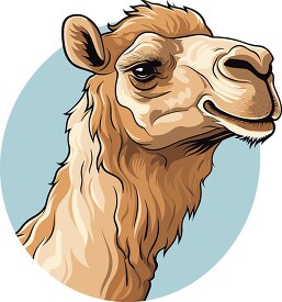 Camel face side view