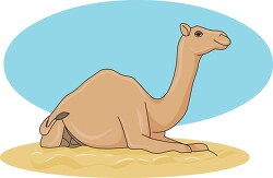 camel resting while sitting in sand clipart