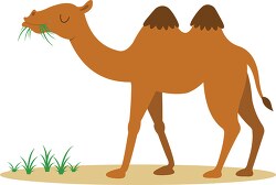 cartoon camel with grass in its mouth standing in the desert
