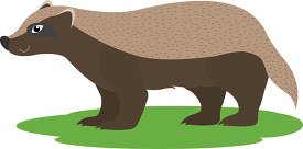cartoon image of a badger with a black nose