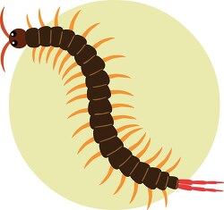 Centipede Insects Animal Clipart