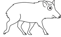 chacoan peccary outline
