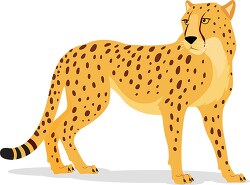 cheetah gazing over shoulder vector clipart