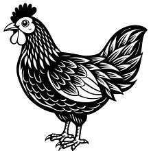 Chicken line art showing detailed plumage