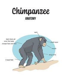 chimpanzee labeled anatomy printout color style 
