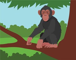 Chimpanzee sitting in a large branch of a tree clipart
