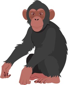 Chimpanzee sitting on back hind legs cliprt