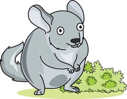 chinchilla small nocturnal rodent cartoon style clip art