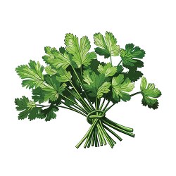 cilantro bunch with green stems clip art