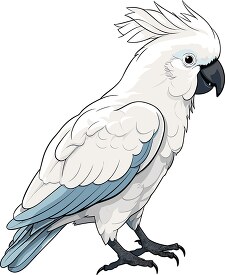 cockatoo bird with unique crest