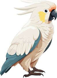 cockatoo parrot bird