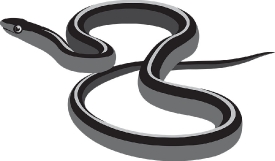 coiled ribbon snake reptile gray color clipart