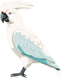 colorful cockatoo bird5