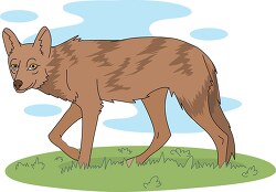 coyote walking in grassland blue background clipart