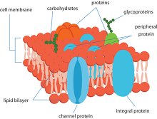 cross section of a cell membrane clipart