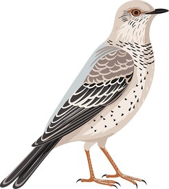 cuckoo bird make a cuckoo sound