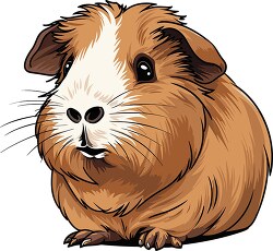 cute brown white guinea pig face