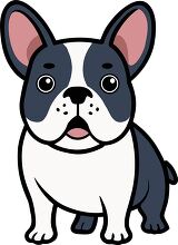 cute French Bulldog with black and white markings