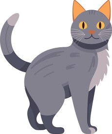 cute korat cat with long tail