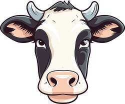 dairy cow face