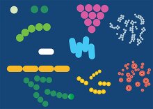 different types and shapes of bacteria vector clipart