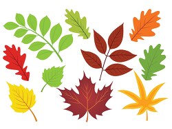 different types of leaves fall foliage clipart