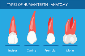 different types of teeth human anatomy clipart