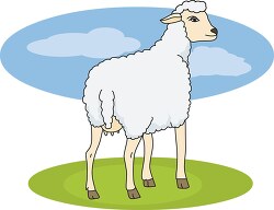 domesticated sheep clip art