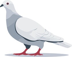 dove bird with plump body
