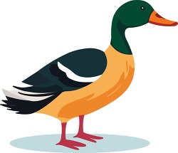 duck with orange feathers and black tail is standing on a white 