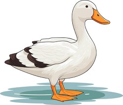 duck with webbed feet