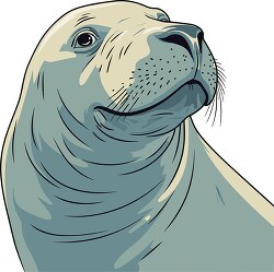 elephant seal face