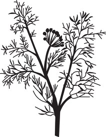 fennel herb black white outline clipart