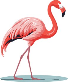 flamingo wading bird