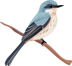 flycatcher with insect catching ability