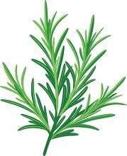 fresh rosemary sprigs with green leaves