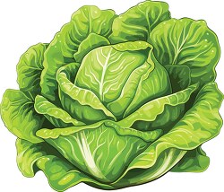 freshly picked green lettuce clip art