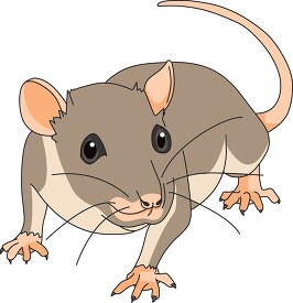 furry rodent little rat with pink hairless tail clip art