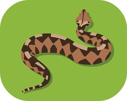 Gaboon Viper deadly venomous Snake Clipart