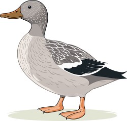 gadwall dabbling duck